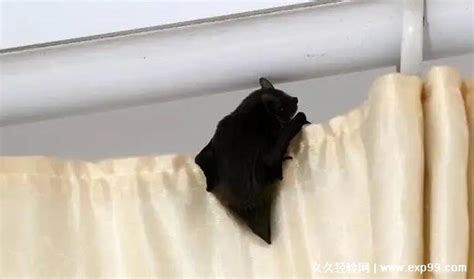 蝙蝠飞进家里是好是坏